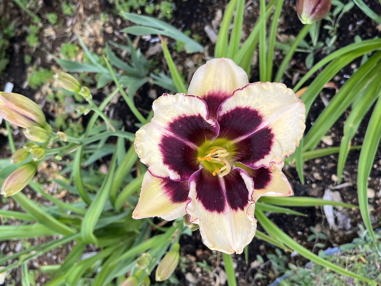 The Michel St. Pierre lily named in the gardener's honor